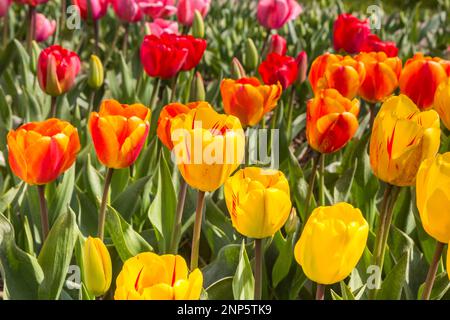 Nahaufnahme von Tulpen in verschiedenen Farben im Frühling in den Niederlanden Stockfoto