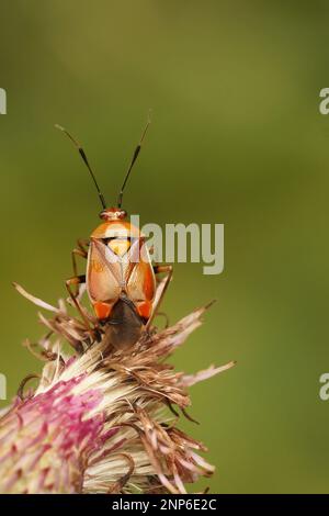 Detaillierte vertikale Nahaufnahme einer roter Flecken gefleckten Pflanze, Deraeocoris ruber auf einem grünen Blatt im Garten Stockfoto