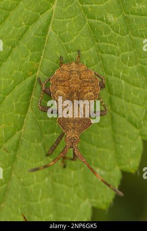 Natürliche vertikale Nahaufnahme auf einer gesprenkelten braunen pflanzlichen Nymphe instar Dock Bug, Coreus marginatus, sitzt auf einem Blatt im Garten Stockfoto