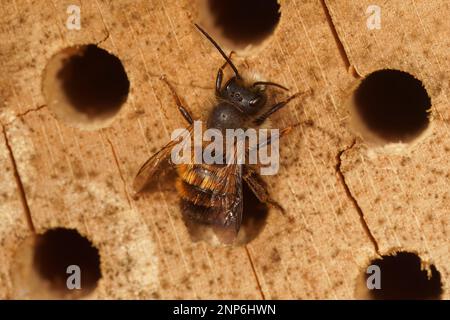 Detaillierte Nahaufnahme einer weiblichen Rotmason-Biene, Osmia rufa, am Nesteingang in einem Bienenhotel im Garten Stockfoto