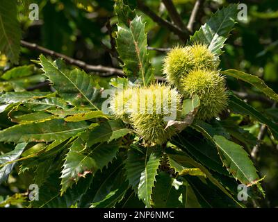 Nahaufnahme der Spiky Sweet Chestnut (Castanea sativa) Früchte, die im September auf Bäumen mit Blättern wachsen, Bradgate Park Leicestershire, England, Vereinigtes Königreich Stockfoto