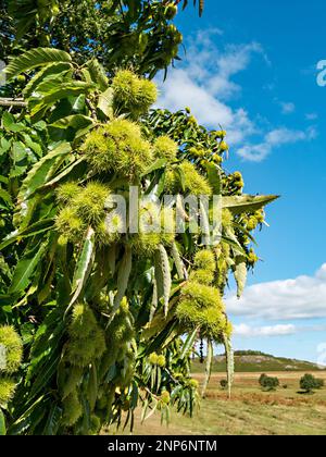 Süße Kastanienfrucht (Castanea sativa), die im September auf Bäumen mit Blättern wächst, Bradgate Park Leicestershire, England, Großbritannien Stockfoto