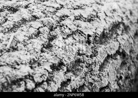Heifrostkristalle auf rauer Baumrinde Abstrakte Textur in Schwarzweiß Stockfoto