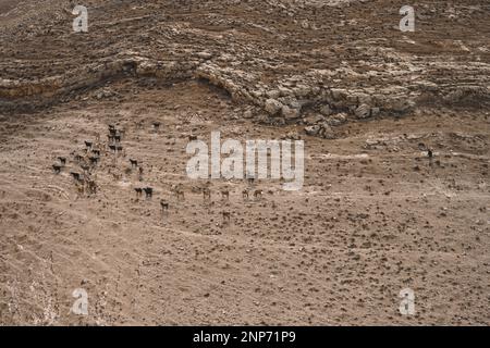 Mukawir, Jordanien - Oktober 26 2022: Ziegenherde und Schäferhund in der jordanischen Landschaft am Hang eines trockenen Hügels Stockfoto