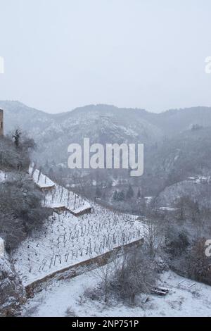 Bad Munster am Stein-Ebernburg, Deutschland - 8. Februar 2021: Kleiner Weinberg auf einem Hügel neben dem Schloss Ebernburg mit Burgruinen auf einem Hügel im Hintergrund Stockfoto