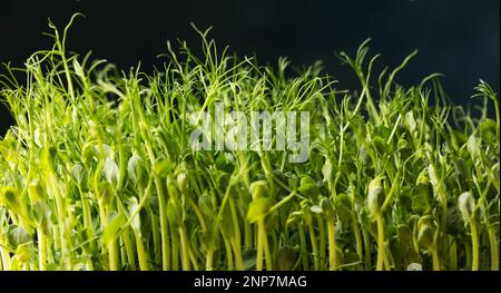 Sprossen von Erbsen, Mikrogrün, horizontal, Nahaufnahme Stockfoto