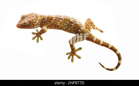 Tokay Gecko mit gekrümmtem Schwanz isoliert auf weißem Hintergrund, viele orangefarbene Punkte auf blauer Haut von Gekko Gecko, Reptilien in den Häusern der Stockfoto