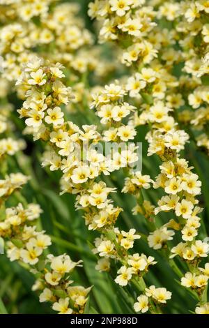 Sisyrinchium striatum, Phaiophleps nigricans, ganzjährig, Haufen blassgelber, sternförmiger Blumen Stockfoto