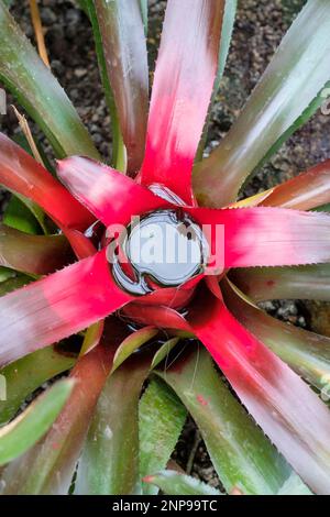 Rote Bromelie, Neoregelia carolinae, die sich vor der Blüte in der Mitte rot färbt, Stockfoto