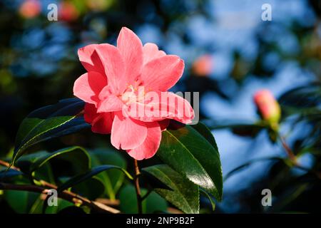 Camellia japonica Jesse Burgess, immergrüner Strauch mit halb-doppelten rosafarbenen Blumen, markanten gelben Stühlen Stockfoto