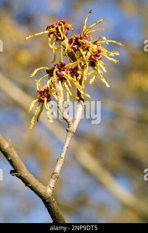 Hexe Hazel Arnold Versprechen, Hamamelis Intermedia Arnolds Versprechen, Laubstrauch, leuchtend gelbe Blumen im Spätwinter Stockfoto