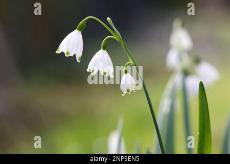 Isolierter gemeiner Schneefall im Frühling im botanischen Garten Stockfoto