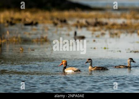 Im Feuchtgebiet des keoladeo-Nationalparks sind männliche Rotkammmuscheln oder Netta rufina fokussiert, und Weibchen sind in der landschaftlich reizvollen Landschaft unscharf Stockfoto