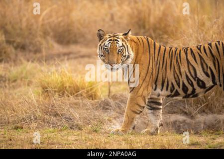 Wilder bengalischer männlicher Tiger oder panthera tigris tigris, der bei der abendlichen Safari im bandhavgarh-Nationalpark in indien mit vollem Gesicht und Blickkontakt steht Stockfoto