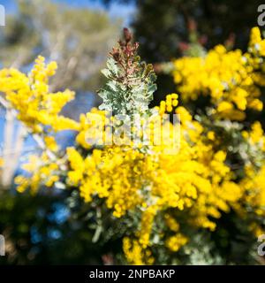 Aacia (Mimosa) Baileyana Purpurea Blatt und Blüten. Stockfoto