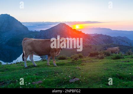 Asturian Mountain Cattle Kuh sitzt auf dem Rasen in einem Nationalpark zwischen den Bergen bei Sonnenuntergang Stockfoto