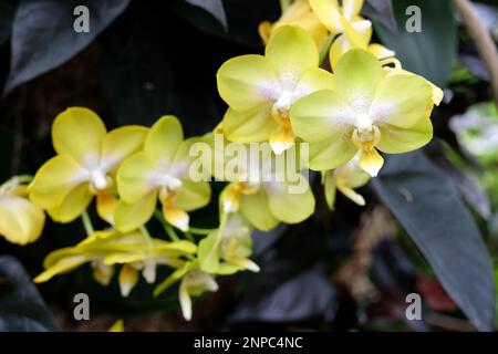 Gelbe Phalaenopsis-Mottenorchideen in Blüten. Stockfoto