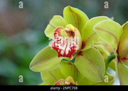Gelbe und rote Cymbidium-Orchideen in Blüten. Stockfoto