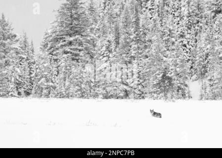 Ein einsamer Kojote auf schneebedecktem Boden. Stockfoto