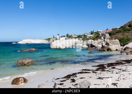 Zuchtkolonie afrikanischer Pinguine am Boulders Beach, Simonstown, Kapstadt, Westkap, Südafrika. Dieser Vogel wird als bedroht wegen Population aufgeführt Stockfoto