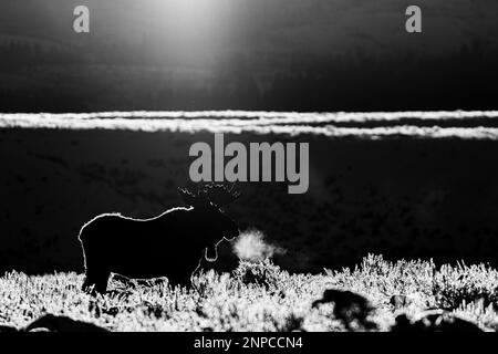 Bull Moose im Grand Teton National Park, Wyoming, USA. Stockfoto