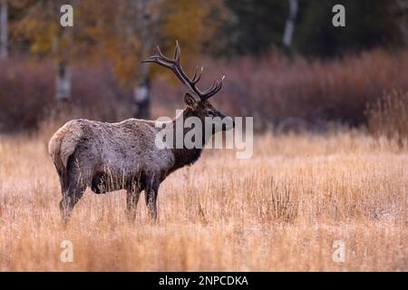 Im Grand Teton National Park, Wyoming, USA, überquert ein großer Elch das Grasland. Stockfoto