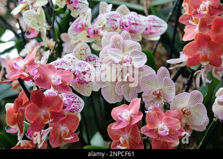 Cremefarbene und rosa gestreifte Phalaenopsis-Mottenorchideen in Blüten. Stockfoto