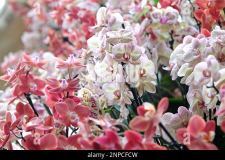 Cremefarbene und rosa gestreifte Phalaenopsis-Mottenorchideen in Blüten. Stockfoto