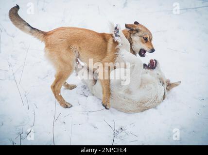 Zwei Hunde kämpfen im Schnee im Park Stockfoto