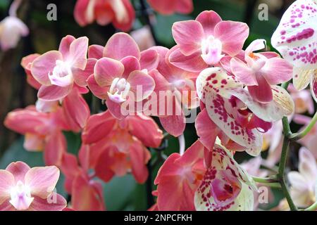 Dunkelrosa Phalaenopsis-Mottenorchideen in Blüten. Stockfoto