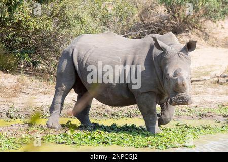 Weißer Nashorn oder Rhinozerus mit Quadratlippen (Ceratotherium Simum) am Wasserloch Stockfoto