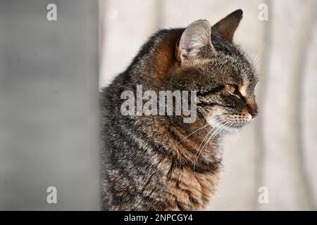 Nahporträt einer streunenden Katze, die hinter einem Pfosten im Sonnenlicht sitzt Stockfoto