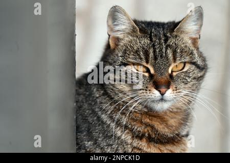 Nahporträt einer streunenden Katze, die hinter einem Pfosten im Sonnenlicht sitzt Stockfoto
