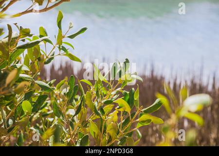 Blätter eines Mangrovenbaums im Ras Mohammed National Reserve in Ägypten Stockfoto