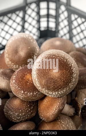 Ein Haufen Shiitake-Pilze zum Verkauf auf dem Markt. Shiitake ist ein essbarer Pilz aus Ostasien, der in vielen asiatischen Ländern angebaut und konsumiert wird Stockfoto