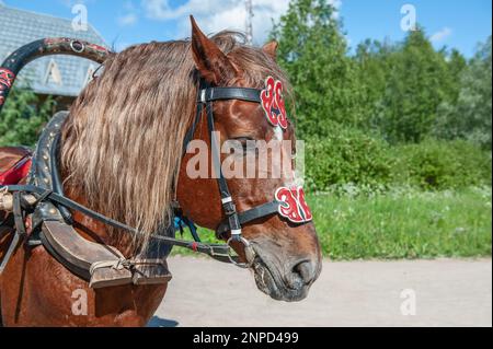 bay Horse für den Transport von Touristen durch das Dorf. Nahaufnahme. Karelien, ein neues Resort im traditionellen Stil im alten Dorf. Mandrogi, Stockfoto