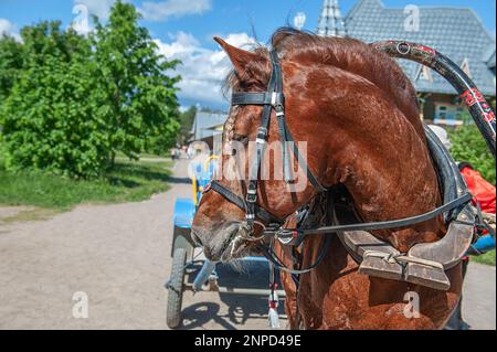 bay Horse für den Transport von Touristen durch das Dorf. Nahaufnahme. Karelien, ein neues Resort im traditionellen Stil im alten Dorf. Mandrogi, Stockfoto