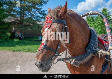 bay Horse für den Transport von Touristen durch das Dorf. Nahaufnahme. Karelien, ein neues Resort im traditionellen Stil im alten Dorf. Mandrogi, Stockfoto