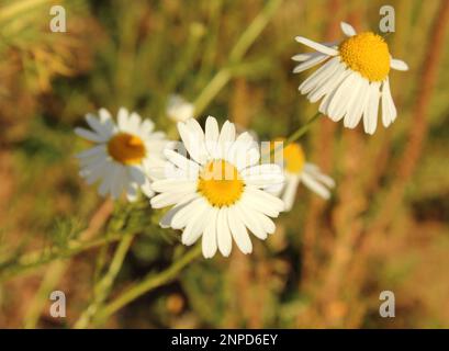 Blüten aus der Nähe Kamilen wachsen an sonnigen Sommertagen auf der Wiese Stockfoto