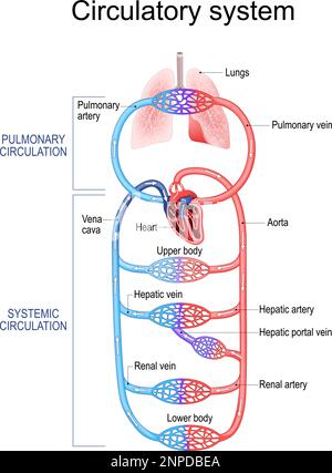 Kreislaufsystem. Menschliches Blut. Lungenzirkulation in der Lunge und systemischer Kreislauf in der Nierenarterie, hepatische Pfortader, Aorta, Vena Cava Stock Vektor