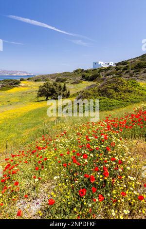 Wildblumen wachsen an den Hängen außerhalb von Pollonia mit dem Ägäischen Meer jenseits von Milos. Stockfoto