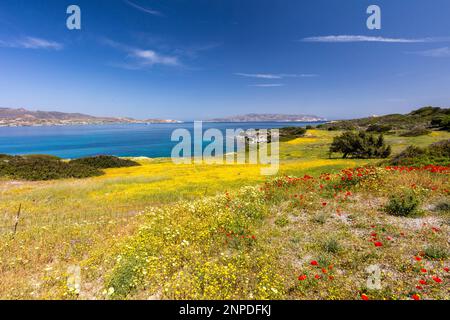 Wildblumen wachsen an den Hängen außerhalb von Pollonia mit dem Ägäischen Meer jenseits von Milos. Stockfoto