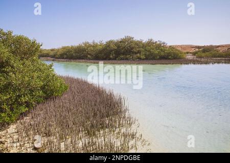 Mangrovenbäume im Ras-Muhammad-Nationalpark Ägypten Stockfoto