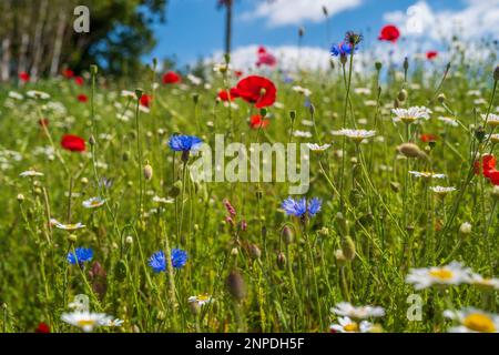 Wilde Blumen, die an einem Grasstreifen gepflanzt wurden. Stockfoto