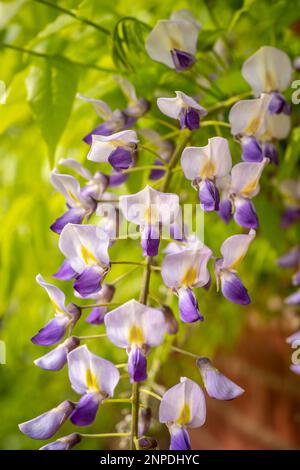 Nahaufnahme einer Wisteria-Blume. Stockfoto