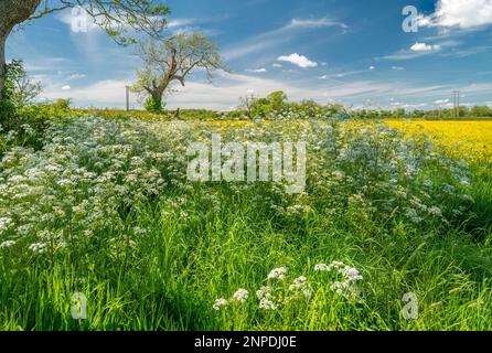 KuhPetersilie und Butterblumen, die auf einer Wiese im ländlichen Leicestershire wachsen. Stockfoto