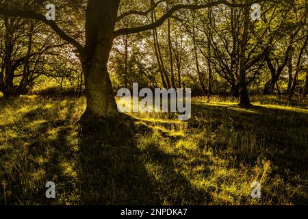 Am frühen Morgen wirft die Sonne lange Schatten. Stockfoto