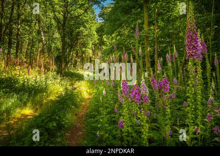 Fuchshandschuhe in einer Norfolk Waldlichtung. Stockfoto