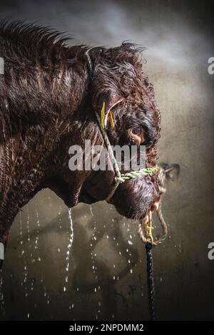 Bulle bei der großen Yorkshire Show in Harrogate. Stockfoto