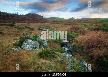 Schmaler Bach auf Black Fell bei Ambleside. Stockfoto